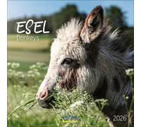 Esel 2026: Broschürenkalender mit Ferienterminen und Bildern von süßen Eseln. 30 x 30 cm