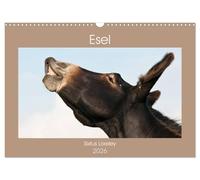 Esel - Sixtus Loreley (Wandkalender 2026 DIN A3 quer), CALVENDO Monatskalender: Die Magie eines außergewöhnlichen Esels