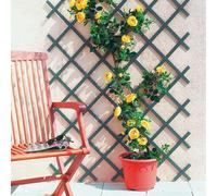 Espaldera semirredonda Trelliflex (An x Al: 1 x 3 m, Extensible, Verde)
