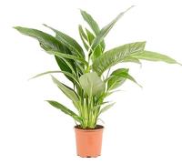 Espatifilo o Lirio de la Paz Natural, la Planta Perfecta para Aquellos que Buscan una Decoración Sencilla y Elegante