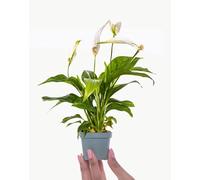 Espatifilo Planta de Interior Natural El Complemento Ideal para una Decoración Armónica