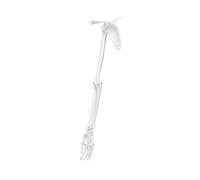 Espátula de plástico PVC de alta calidad para extremidad superior izquierda y derecha, modelo de clavícula, hueso para enseñanza clínica y estudio de anatomía, hueso humano