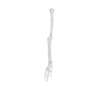 Espátula de PVC de alta calidad para extremidades superiores izquierda y derecha, modelo de clavícula, para enseñanza clínica y estudio de anatomía, recurso educativo para estudiantes, fisioterapeutas