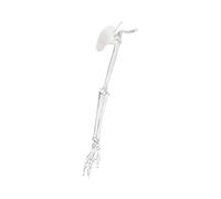 Espátula de PVC de alta calidad para extremidades superiores izquierda y derecha, modelo de clavícula, para enseñanza clínica y estudio de anatomía, recurso educativo para estudiantes, fisioterapeutas