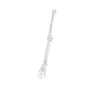 Espátula de PVC de alta calidad para extremidades superiores izquierda y derecha, modelo de clavícula, para enseñanza clínica y estudio de anatomía, recurso educativo para estudiantes, fisioterapeutas