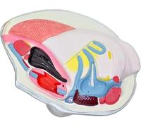 Espécimen de anatomía de esqueleto de ostra, modelo de anatomía animal en forma de concha de almeja, material de PVC, for demostración de enseñanza de investigación biomédica.