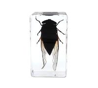 Espécimen de Cigarra Real Pisapapeles Insecto Animal Cryptotympana Atrata Espécimen Aula de Ciencias Taxidermia Para la Educación Científica