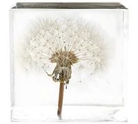 Espécimen de diente de león en cubo acrílico transparente, estatua de hojaldre real y pisapapeles de decoración de escritorio, exhibición de arte de flores preservadas naturales, 2 x 2 x 2 pulgadas