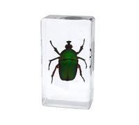Espécimen de Escarabajo de Insecto Real Resina Pisapapeles Abejorro Escarabajos de Estiércol Espécimen Para la Educación Científica (Trigonophorus rothschildi)