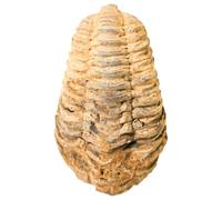 Espécimen de fósil de dinosaurio real, fósil trilobite de 2.3 a 2.7 pulgadas, dientes de tiburón prehistóricos naturales, regalo de dientes de tiburón fosilizados para coleccionistas de rocas y