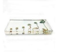 Espécimen de Germinación de Frijoles Ciclo de vida de las Muestras de aula de Ciencias de la Biología del Frijol Germinación de Frijoles Encerrados