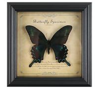 Espécimen de mariposa de taxidermia en marco de madera oscura, mariposa real enmarcada con etiqueta, caja de exhibición de 7 pulgadas para decoración de regalos y uso educativo