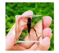 EspéCimen De Resina Insectos Insectos Reales Animales Pisapapeles Para Entusiastas BiologíA ColeccióN DidáCtica EspecíMenes-D