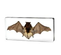 Especímenes de murciélagos reales, Taxidermy BAT BAT en resina para la educación en el aula de ciencias, biología, colecciones, entusiastas del estudio de animales, rarezas y curiosidades regalos(14*6