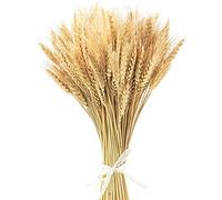 Espigas De Trigo Secas, 100 Piezas 40 Cm De Flores De Trigo Seco De Flores De Trigo Seco Ramo De Hierba Paquete De Flores Artificiales para Chimenea, Hogar, Cocina, Mesa De Iglesia, Boda A