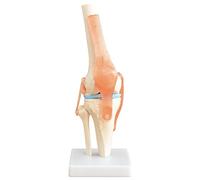 Esqueleto Anatomia Modelo Articulación de la Rodilla Modelo de Enseñanza Tamaño Natural Modelo anatómico del Cuerpo de la Rodilla con una Articulación Móvil MedMod