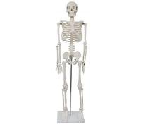 Esqueleto anatómico mediano de 85 cm / modelo anatómico científico