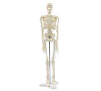 Esqueleto de anatomía anatómica humana de 45 cm para aprender anatomía
