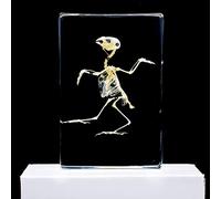 Esqueleto de pájaro Muestras Ciencias Educación Calamar Muestras de aula Colección de Resinas Muestras Pisapapeles Biología de animal