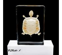 Esqueleto de tortuga Muestras Ciencias Educación Calamar Muestras de aula Colección de Resinas Muestras Pisapapeles Biología de animal 135 * 90 * 35mm