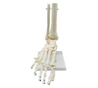 Esqueleto Humano 1:1 Modelo de AnatomíA del Pie, Pie y Tobillo con VáStago Modelo AnatóMico Recursos de EnseñAnza de AnatomíA
