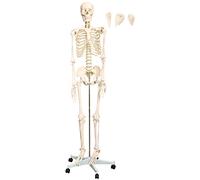 Esqueleto Humano Anatomía Modelo Anatómico MedMod Tamaño Natural 180 cm