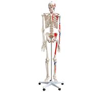 Esqueleto Humano con Mùsculo Anatomía Modelo Anatómico MedMod Tamaño Natural 180 cm