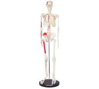 Esqueleto humano de 85 cm, modelo anatómico musculoso pintado, for uso en el aula de ciencias, con soporte.