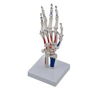Esqueleto Modelo De Muñeca Con Representación Del Cúbito Y Médicos Anatomía Para La Enseñanza De Ciencias Naturales. Esqueleto Con Muñeca Cúbito Y Esqueleto Para La Escuela