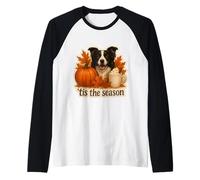Esta es la estación del Border Collie para Perros, otoño y otoño, Especias de Calabaza Camiseta Manga Raglan