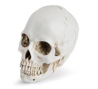Estatua de cráneo humano a escala 1:1 - Figura realista de resina for decoración del hogar, decoración de Halloween, enseñanza médica(B)