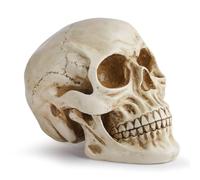 Estatua de cráneo humano a escala 1:1 - Figura realista de resina for decoración del hogar, decoración de Halloween, enseñanza médica y dibujo artístico.(A)