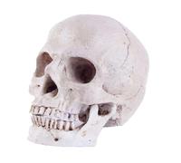 Estatua de cráneo humano a escala 1:1 - Figura realista de resina for decoración del hogar, decoración de Halloween, enseñanza médica(A)