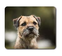 Estera cómoda del ratón - Border Terrier perro de Brown Puppy23.5 x 19.6 cm (9.3 x 7.7 pulgadas) para la computadora y ordenador portátil, oficina, regalo, base antideslizante - RM15940