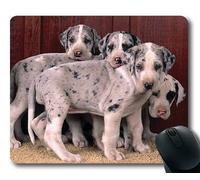 Estera del ratón para Juegos, Boston Terrier Puppy Dog Divertido Perro de Great Dane, Costura de precisión, Alfombrilla de ratón Duradera