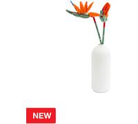 Estrelícia Reginae Aiton 140 pzs - SLUBAN