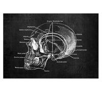 Estructura anatómica humana moderna, diagrama esquemático, órgano médico, estructura del músculo esquelético, gráfico de pared, cartel anatomía todo el cuerpo(7,30x42cm No Frame)