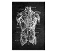 Estructura anatómica humana moderna, diagrama esquemático, órgano médico, estructura del músculo esquelético, gráfico de pared, cartel anatomía todo el cuerpo(6,10x15cm No Frame)
