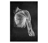 Estructura anatómica humana moderna, diagrama esquemático, órgano médico, estructura del músculo esquelético, gráfico de pared, cartel anatomía todo el cuerpo(4,13x18cm No Frame)