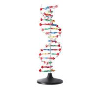 Estructura de ADN Modelo Educativo Equipo de enseñanza de modelo de doble hélice de ADN Educational para clases de biología de secundaria y universidad