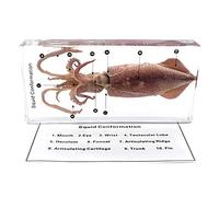 Estructura del calamar Muestras Muestras Pisapapeles Ciclo de vida de la Biología de animal Ciencias Educación Calamar Muestras de aula Colección de Resinas 164 * 78 * 24mm