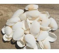 ETUELNOPT Decoraciones de Conchas Naturales, 250 g, 50 Piezas de Conchas Marinas Multicolores for joyería y decoración jarrones, 1-6 cm(50 (4-6cm) 250g)
