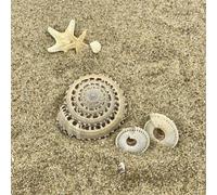 ETUELNOPT Decoraciones de Conchas Naturales, 6 Piezas de Conchas Marinas Naturales, Multicolor, 3-8 cm, for joyería y jarrones decoración Playa(3-4cm 2pcs)