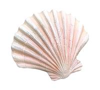 ETUELNOPT Decoraciones de Conchas Naturales, Adorno de Concha Marina simulada for decoración del hogar, Boda, Playa, Acuario, Varios tamaños(A)
