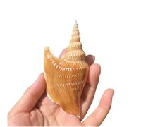 ETUELNOPT Decoraciones de Conchas Naturales, Concha de abulón 8-12 cm for pecera, Manualidades, Boda, Fiesta en la Playa, decoración, Regalo