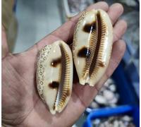 ETUELNOPT Decoraciones de Conchas Naturales, Conchas de caracola Cien Ojos, Multicolor, Varios tamaños, Paquete 2 for decoración jarrones joyería(6-7cm 2pcs)