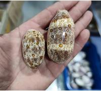 ETUELNOPT Decoraciones de Conchas Naturales, Conchas de caracola Cien Ojos, Multicolor, Varios tamaños, Paquete 2 for decoración jarrones joyería(5-6cm 2pcs)