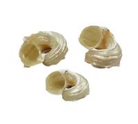 ETUELNOPT Decoraciones de Conchas Naturales, Conchas de mar Blancas 3-5 cm for elaborar una colección muestras decoración