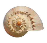 ETUELNOPT Decoraciones de Conchas Naturales, Conchas de mar Caracol Dorado, Adorno for pecera 10-23cm, coleccionista Artesanal DIY