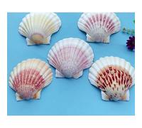 ETUELNOPT Decoraciones de Conchas Naturales, Conchas De Vieira Multicolor 10-13cm 2 Piezas